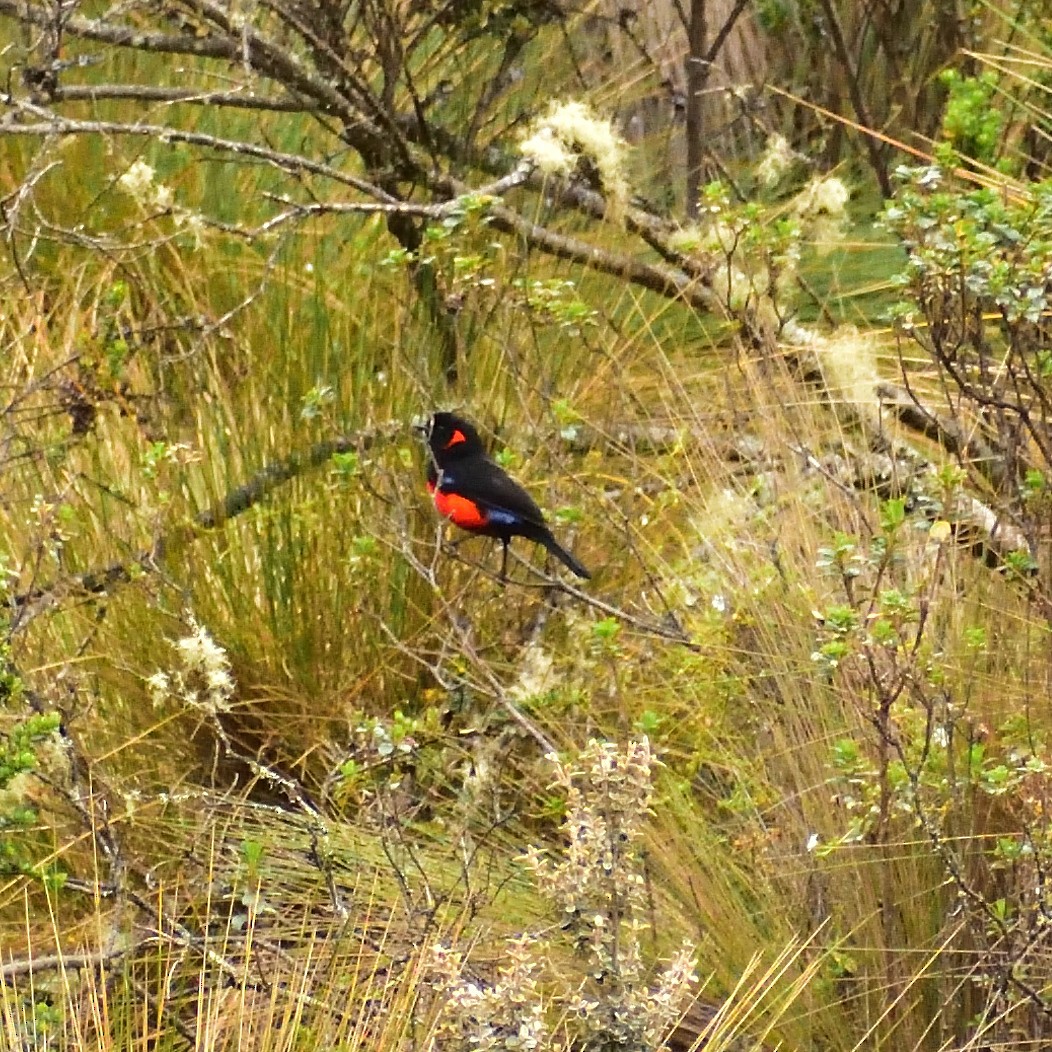 Scarlet-bellied Mountain Tanager - ML449255431