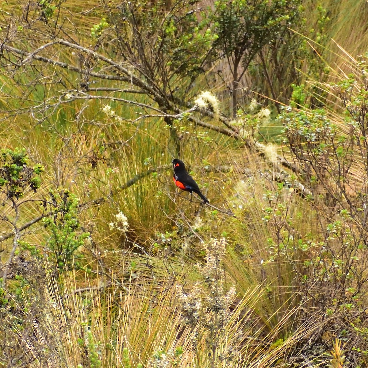 Scarlet-bellied Mountain Tanager - ML449255451
