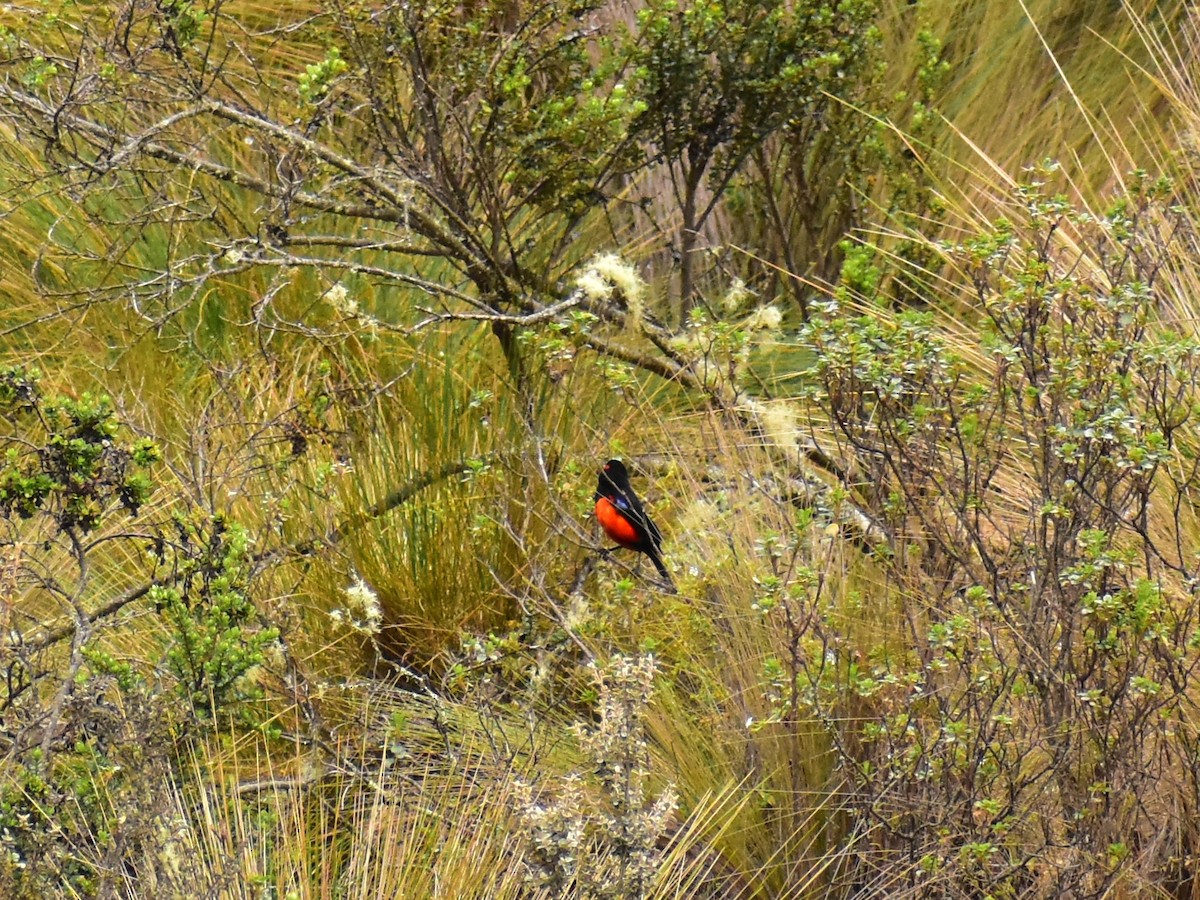 Scarlet-bellied Mountain Tanager - ML449255461