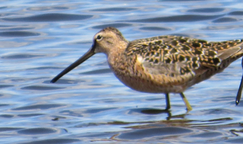 Long-billed Dowitcher - Cliff Long