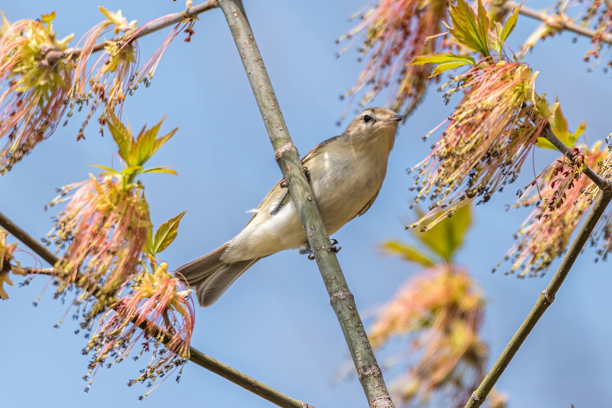 Warbling Vireo - Matt Saunders