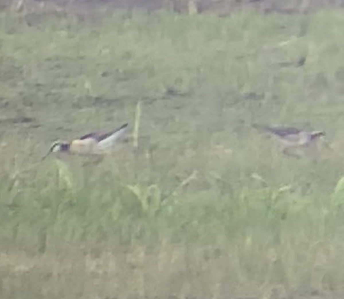 Wilson's Phalarope - ML449255871