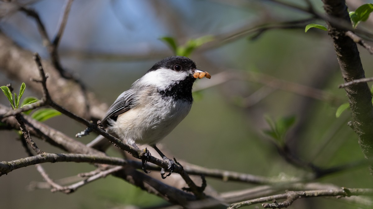 Mésange à tête noire - ML449256251