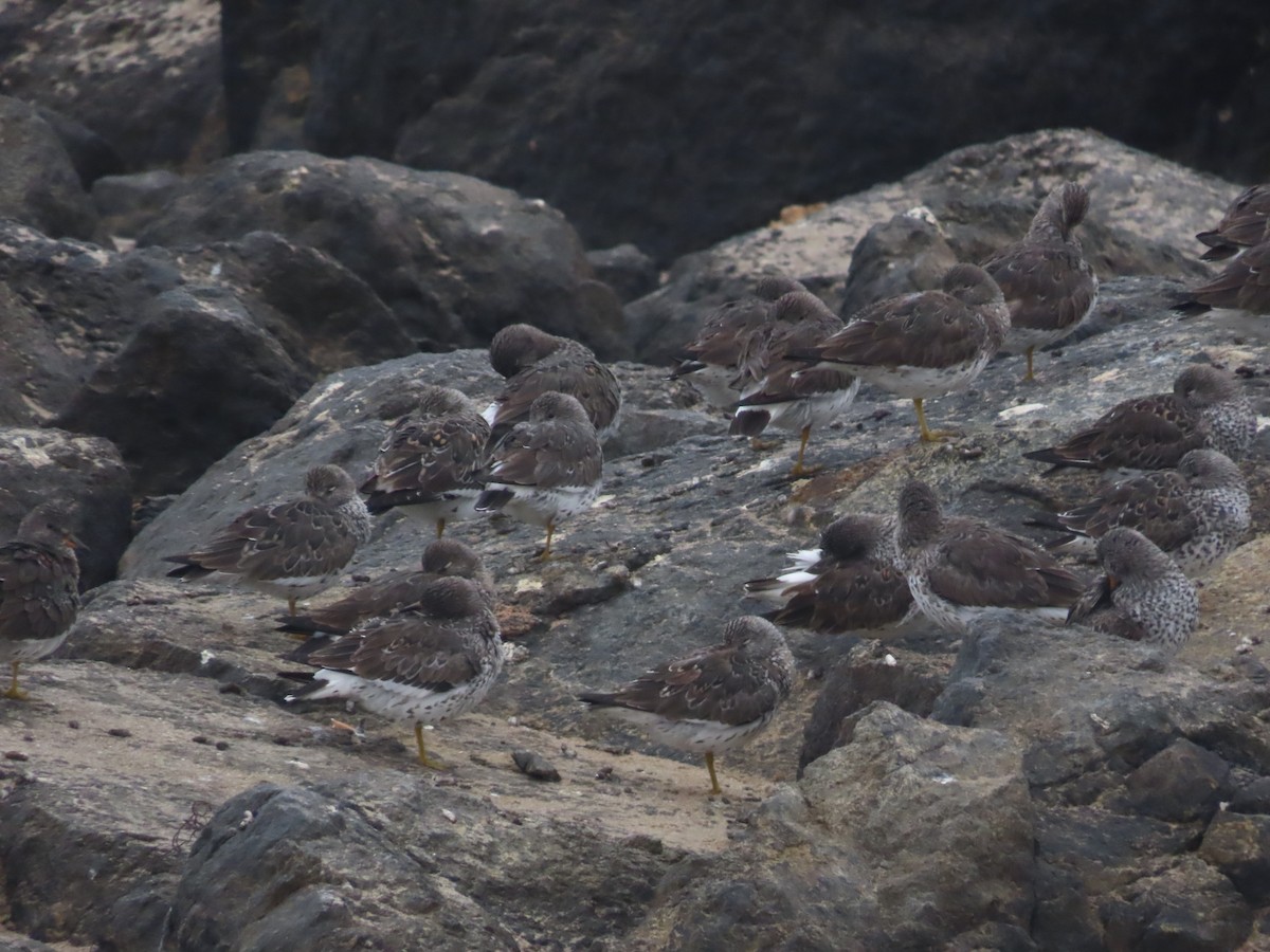 Surfbird - ML449257191