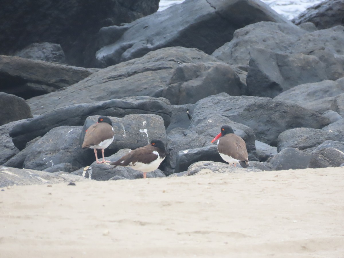 American Oystercatcher - ML449257341