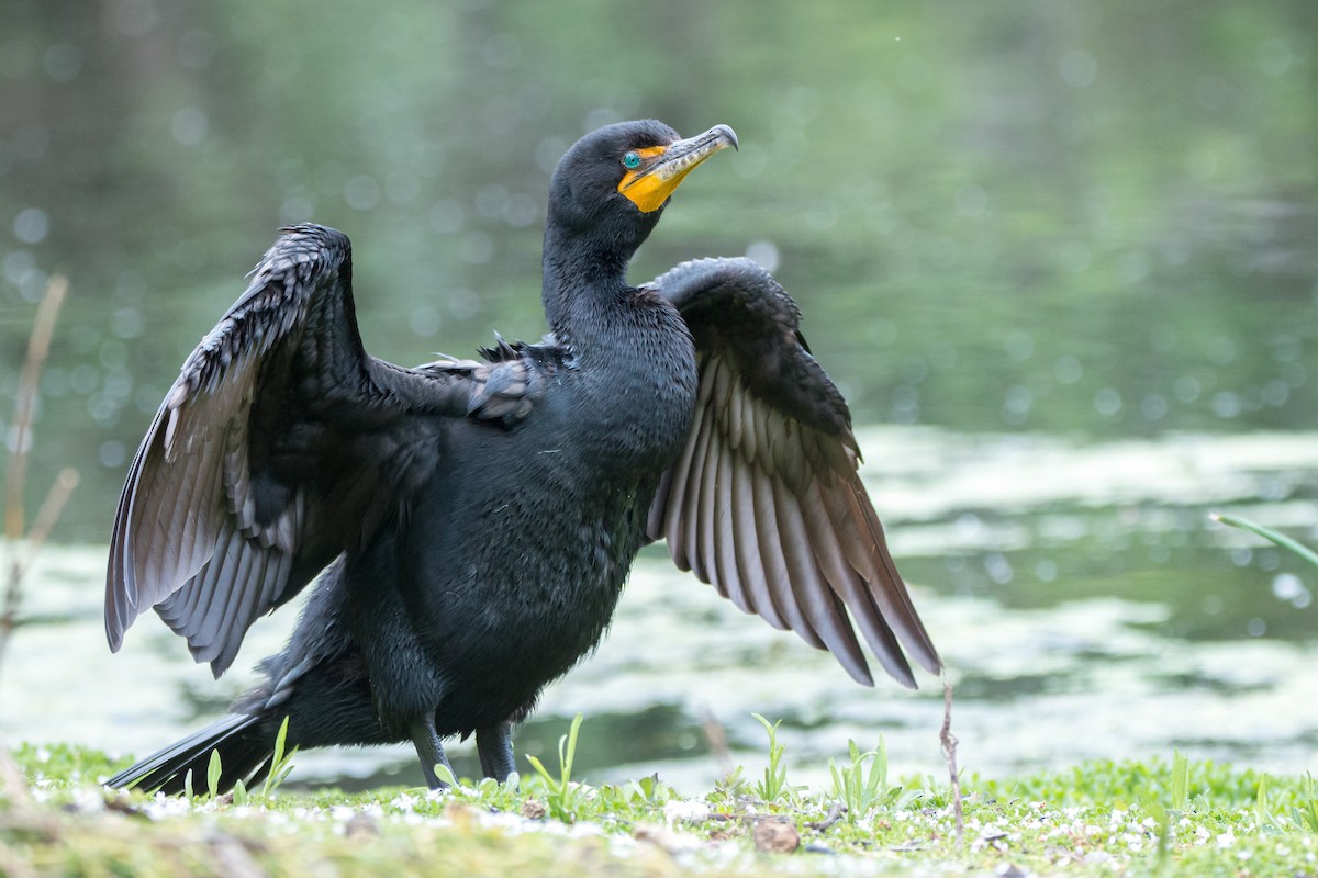 Double-crested Cormorant - ML449257731