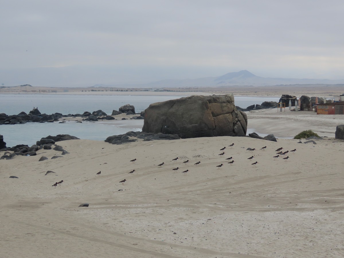 American Oystercatcher - ML449257751