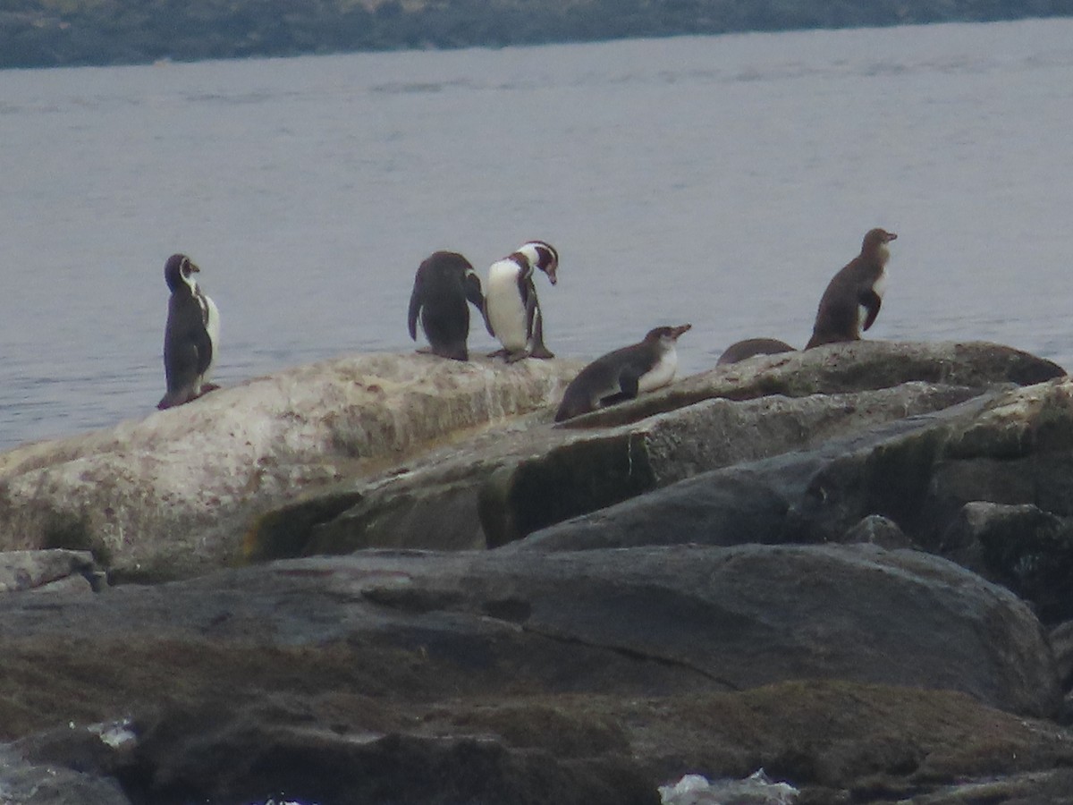 Humboldt Penguin - ML449257861