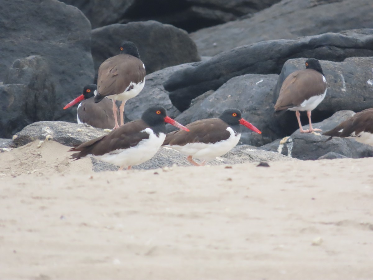 American Oystercatcher - ML449257981