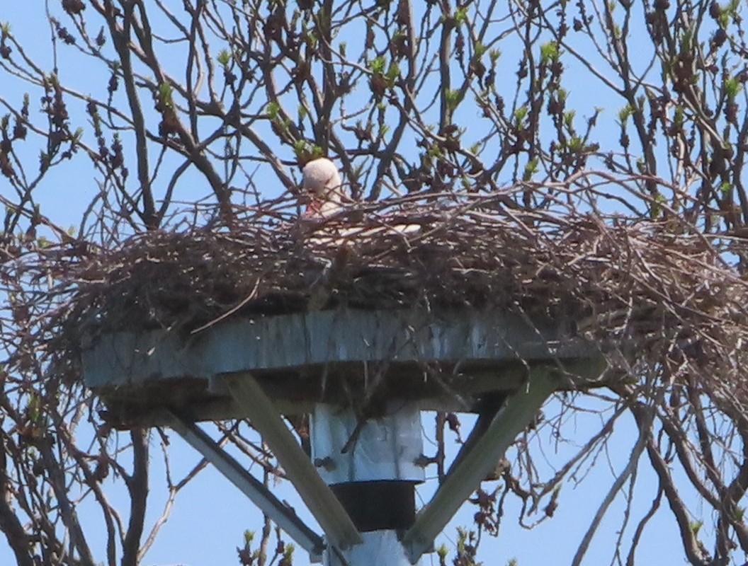 White Stork - ML449258531
