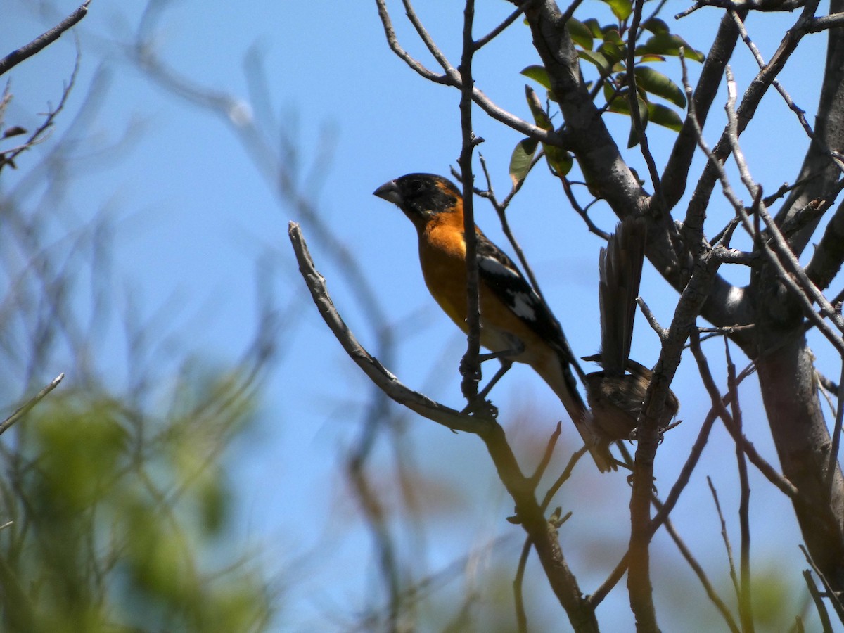 Black-headed Grosbeak - ML449258981