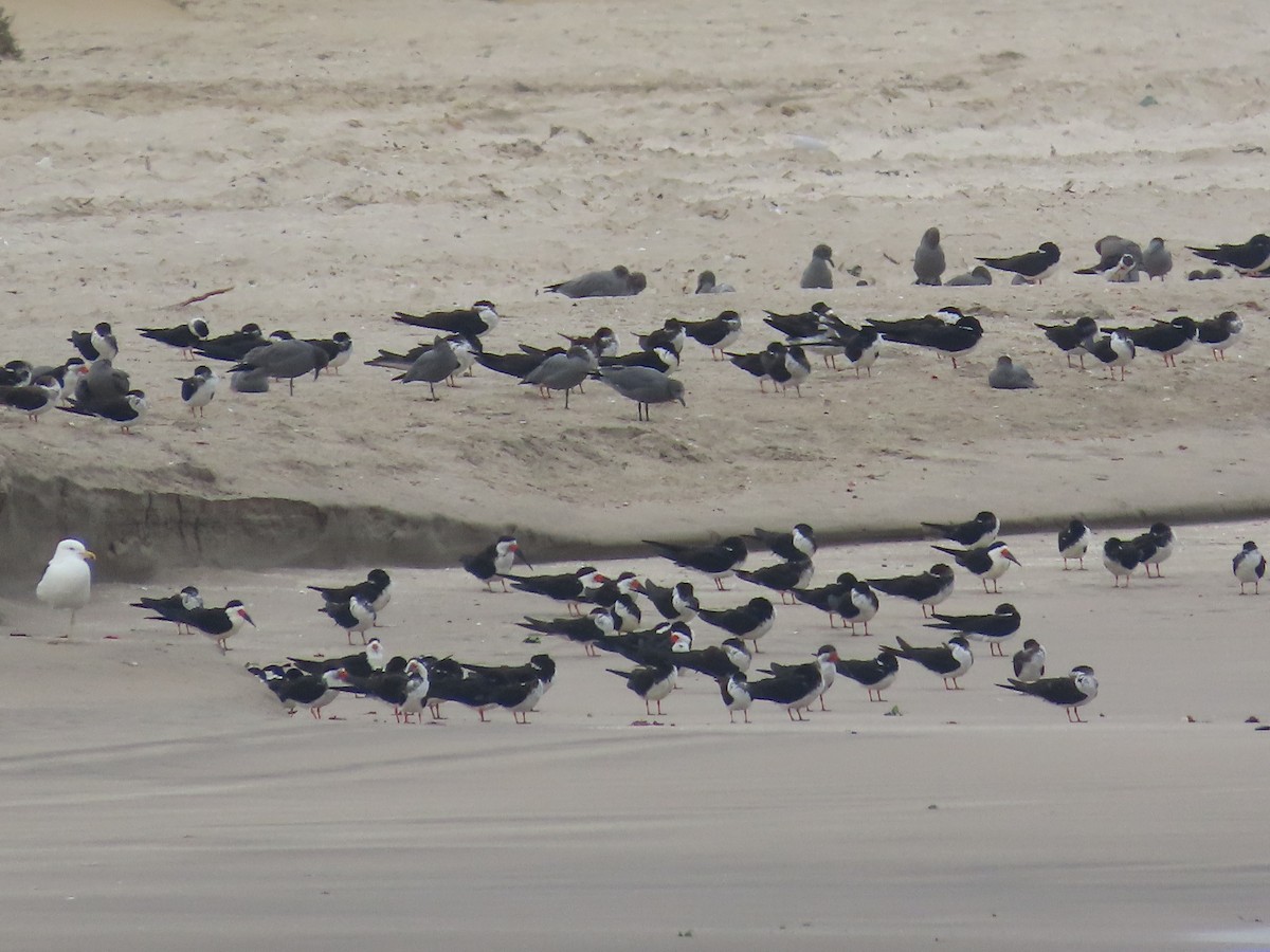 Black Skimmer - ML449259001