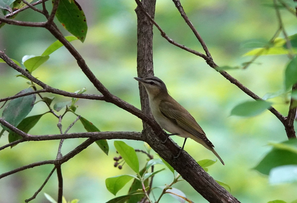 アカメモズモドキ - ML449259141