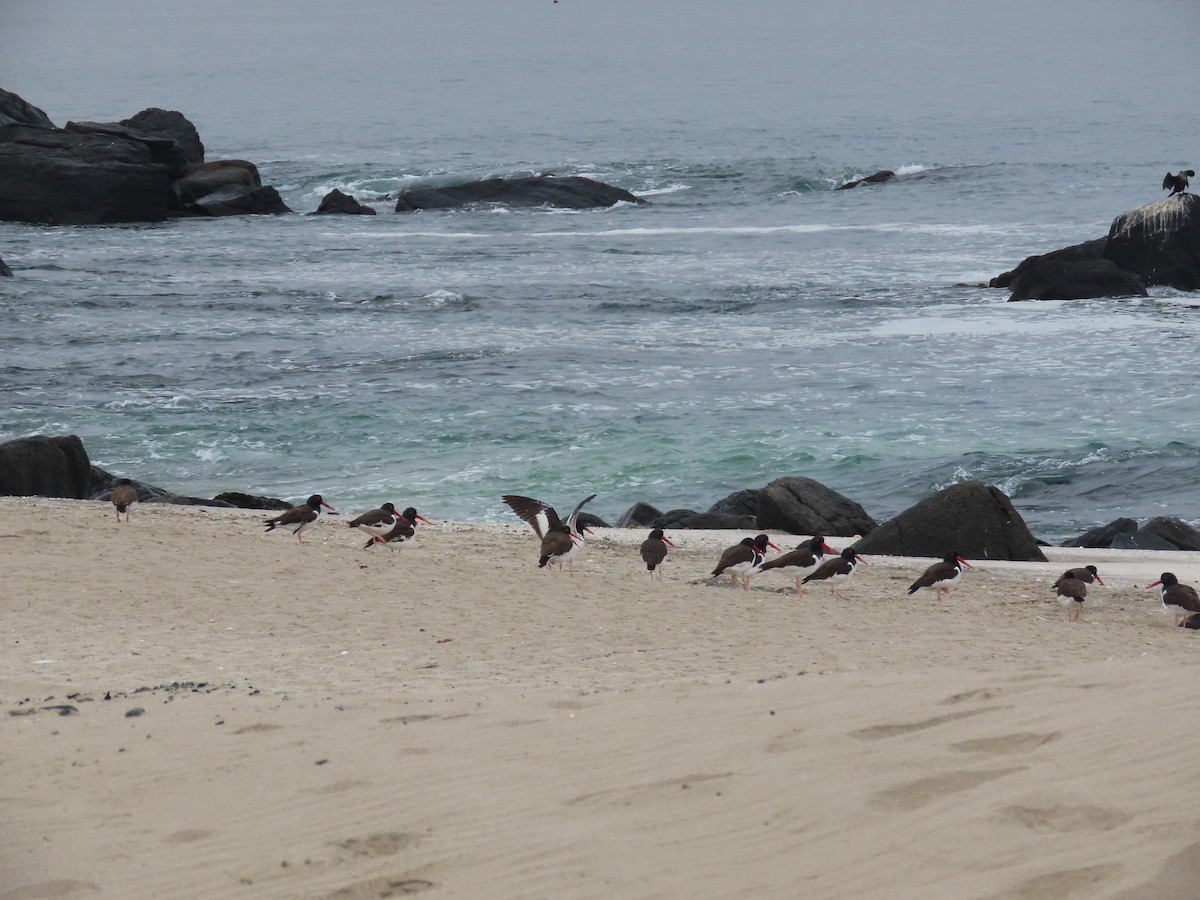 American Oystercatcher - ML449259331