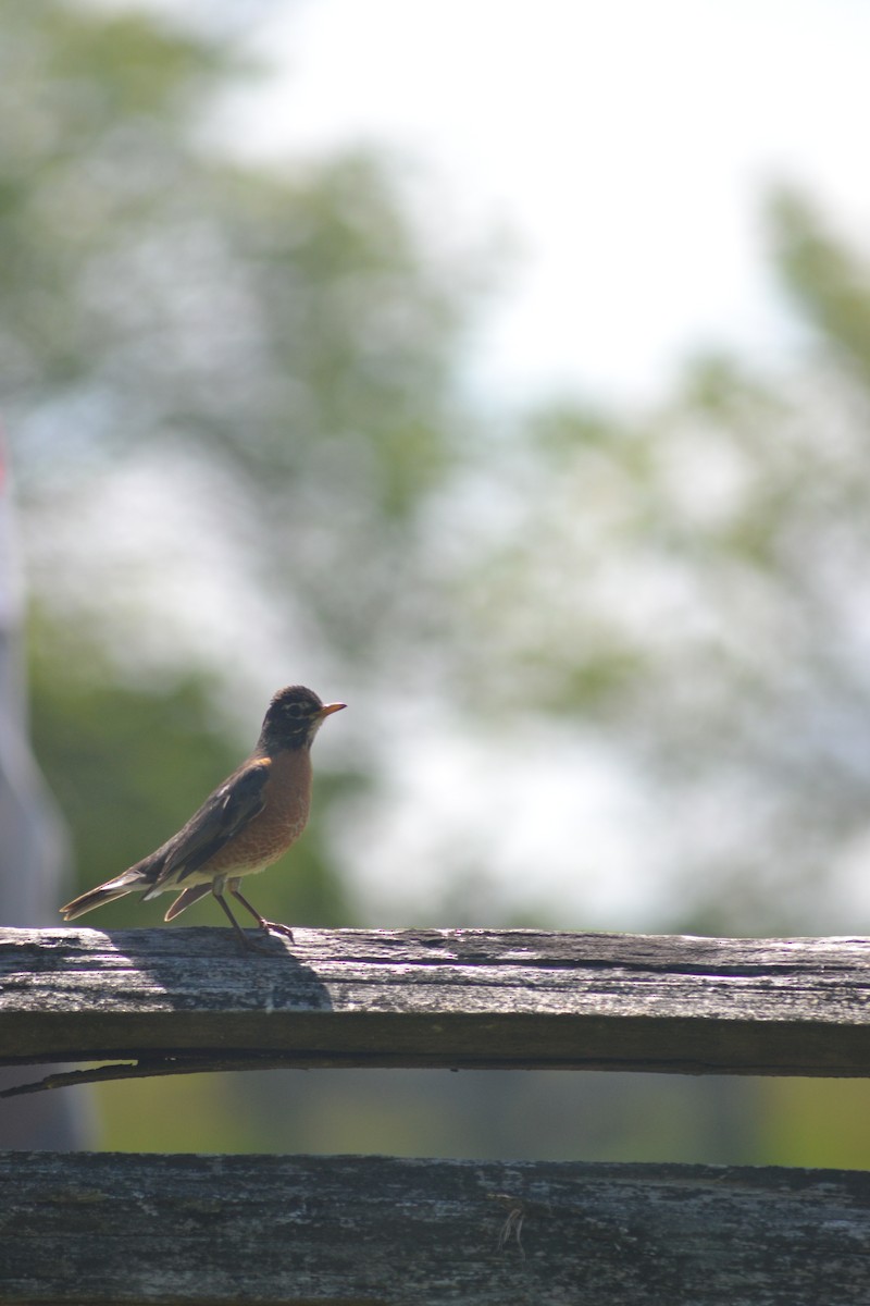 American Robin - ML449259381