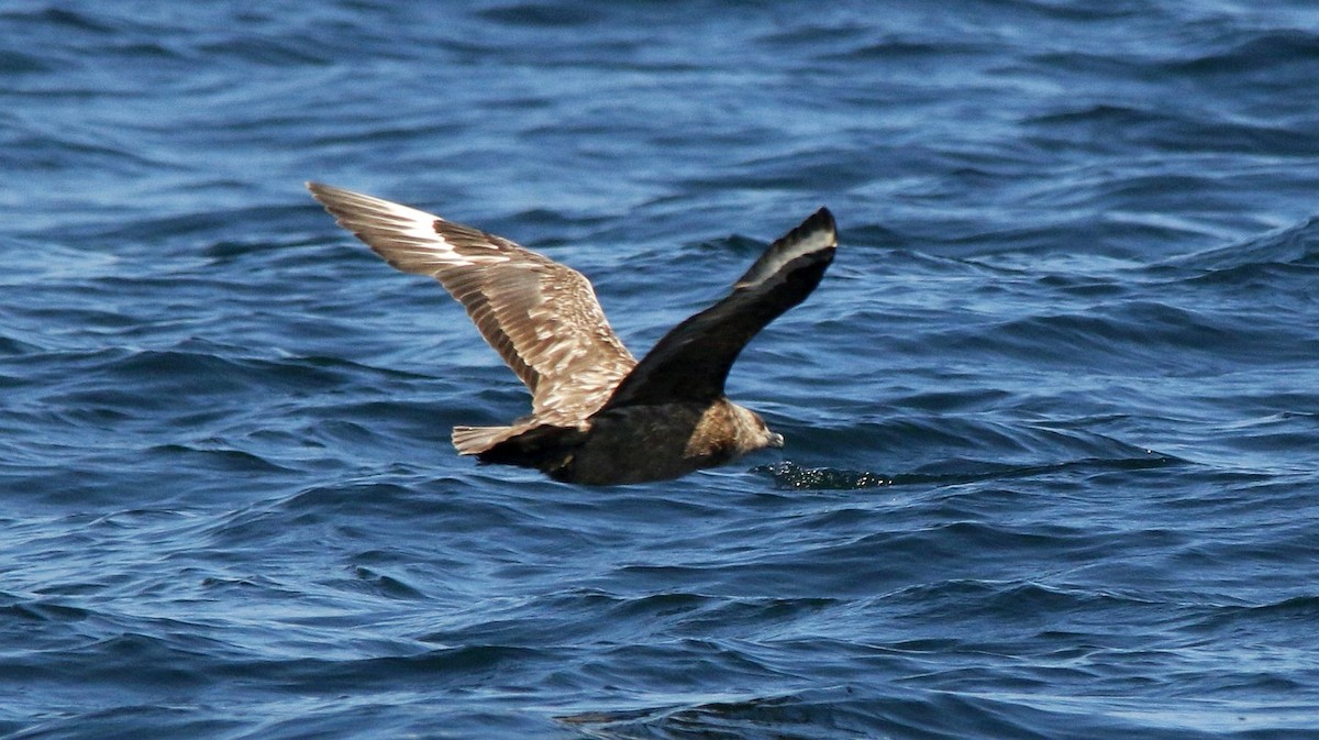 Great Skua - Keith Lowe