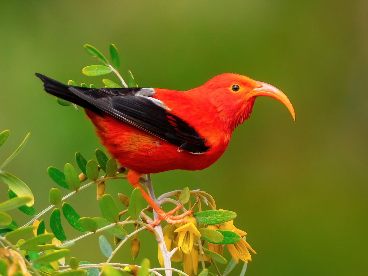 Iiwi - eBird