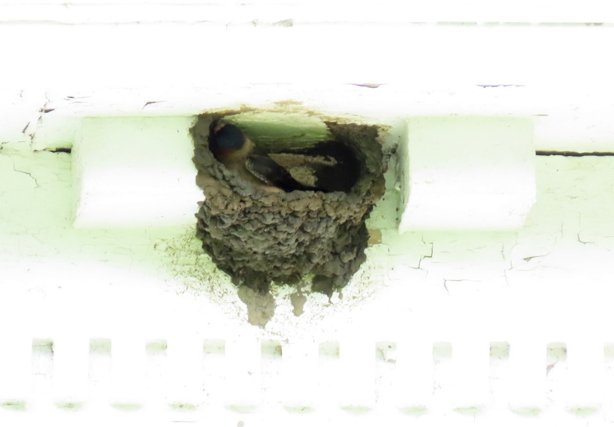 Cliff Swallow - ML449260771