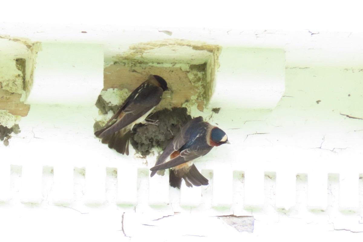 Cliff Swallow - ML449260791