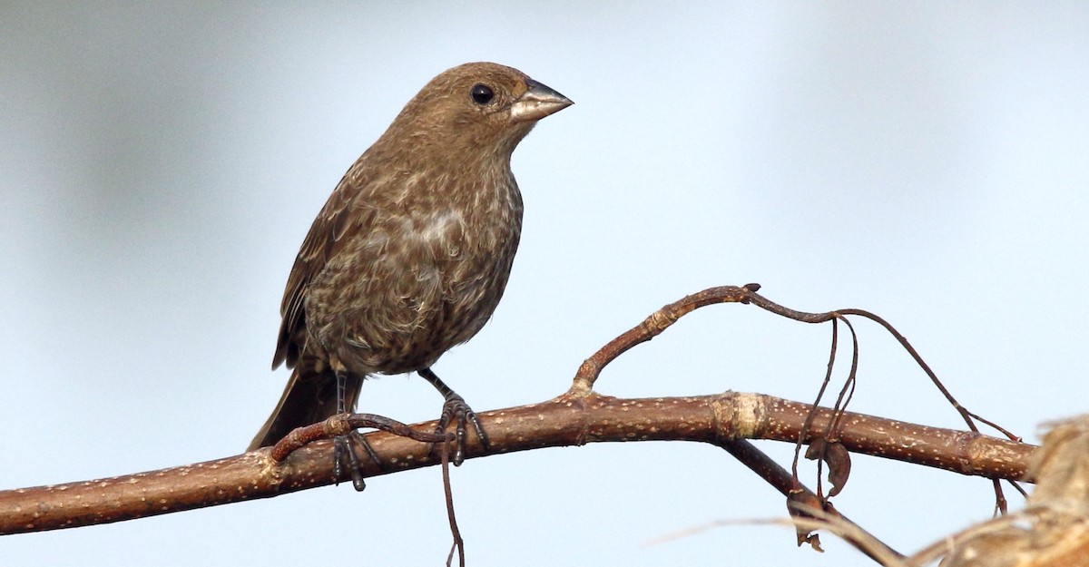 Brown-headed Cowbird - ML44926091