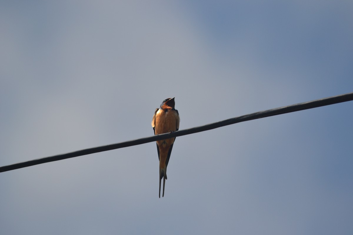 Barn Swallow - ML449260961