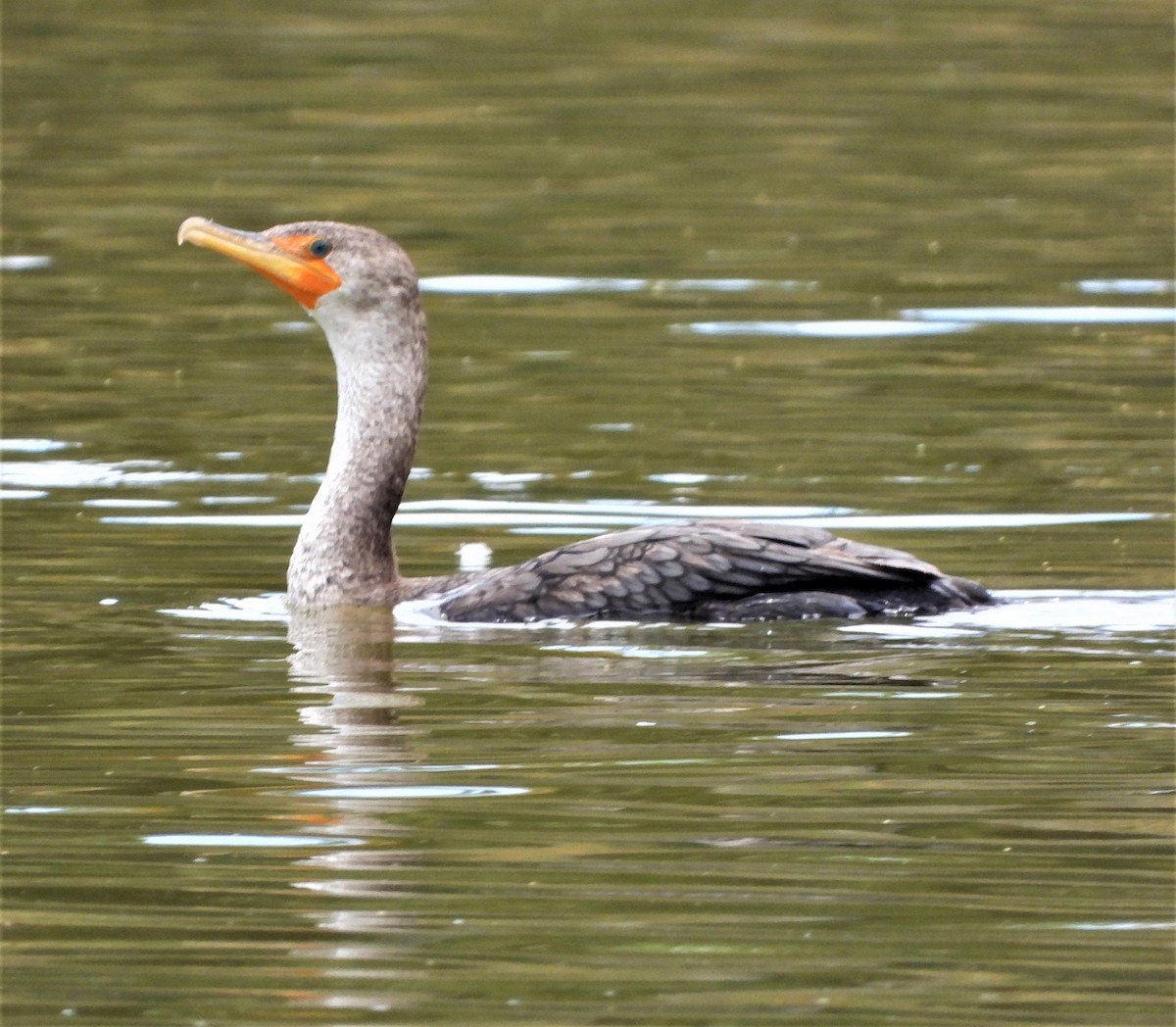 Double-crested Cormorant - ML449261021