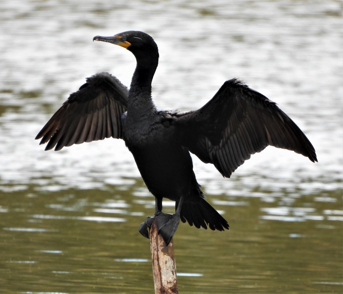 Double-crested Cormorant - ML449261031