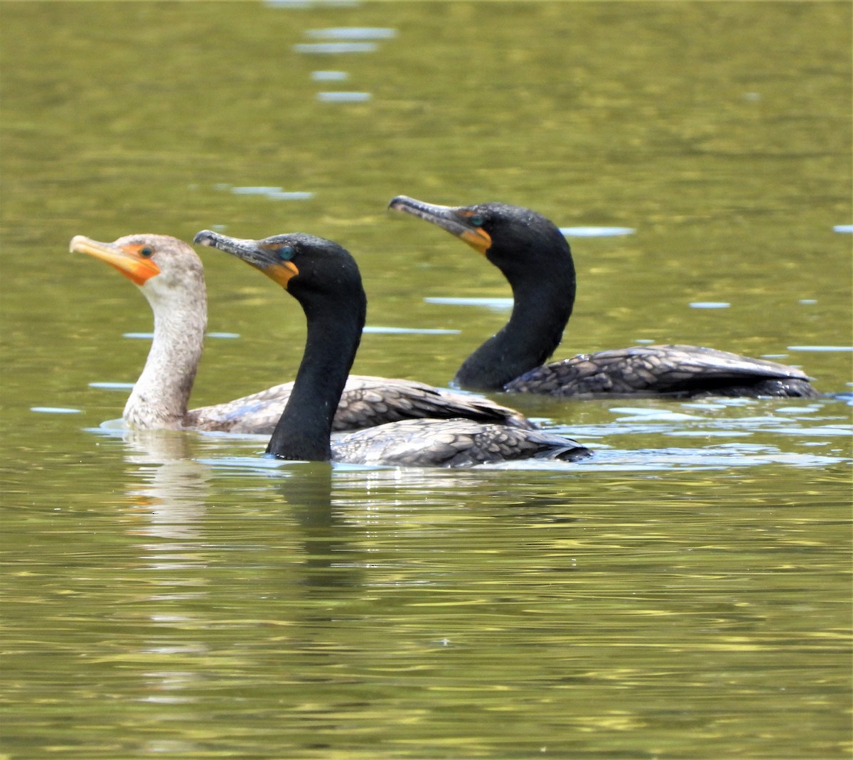Double-crested Cormorant - ML449261301