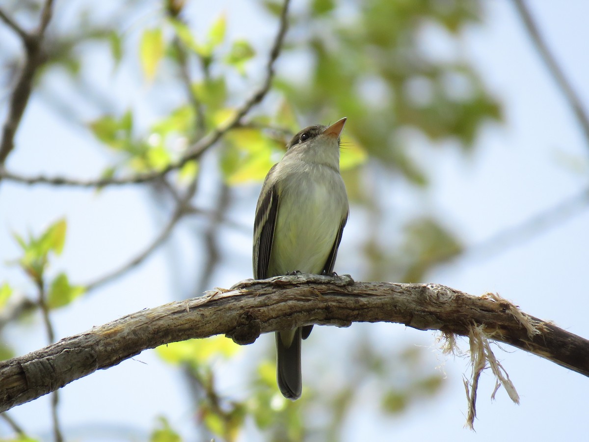 Willow Flycatcher - Cynthia Lamb