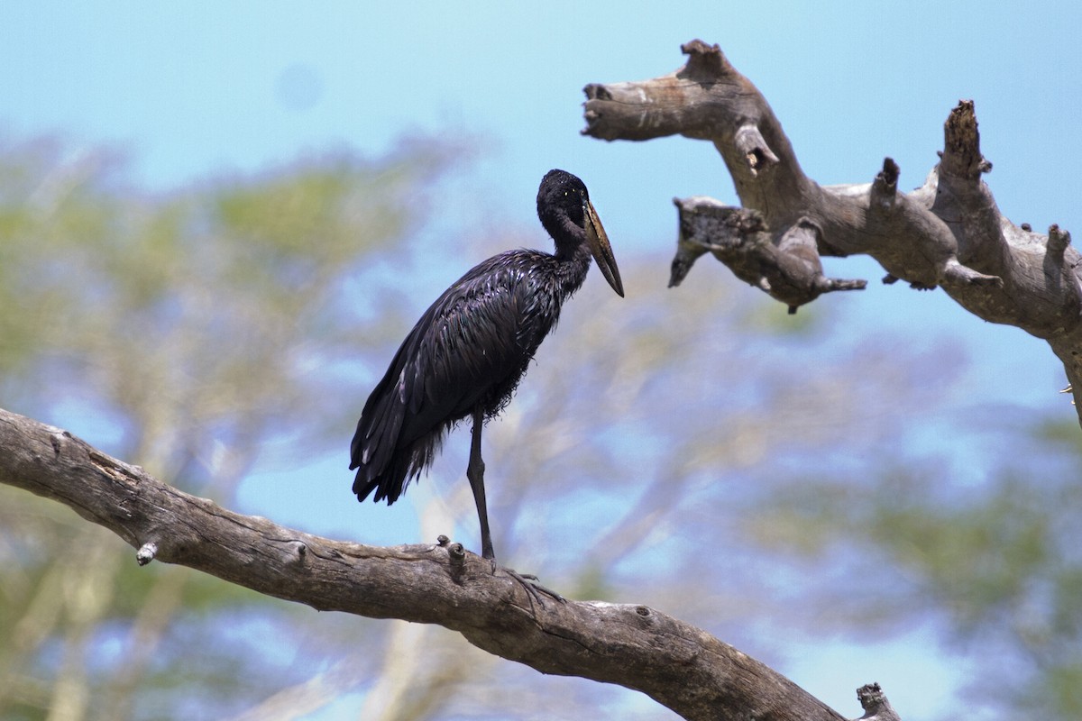 African Openbill - ML44926241