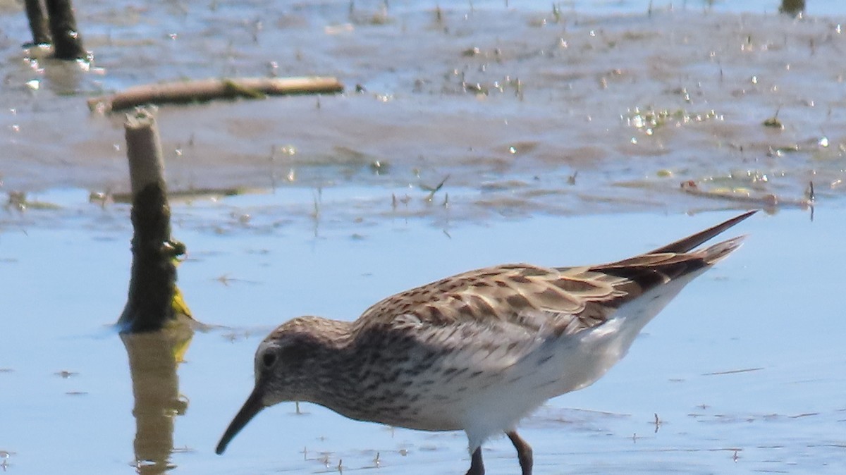 White-rumped Sandpiper - ML449263281