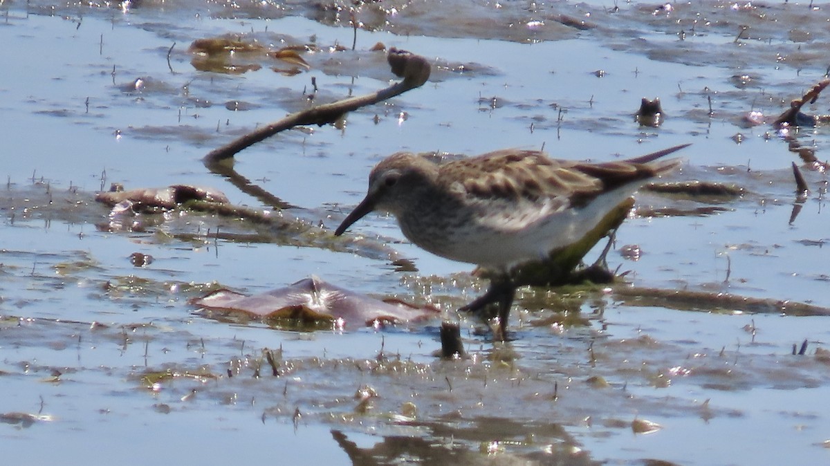 White-rumped Sandpiper - Carl Huffman