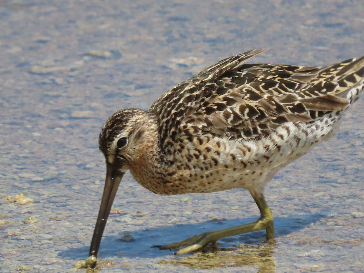 Short-billed Dowitcher - ML449263871