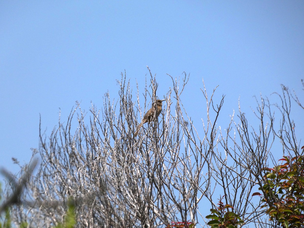 California Thrasher - ML449264371