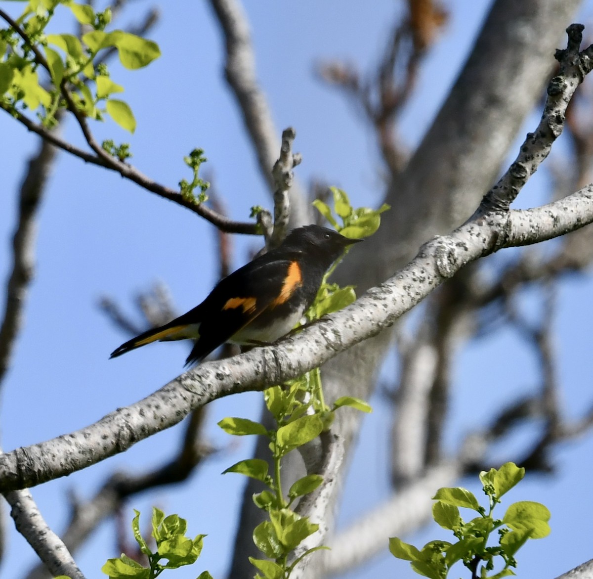 American Redstart - ML449264651