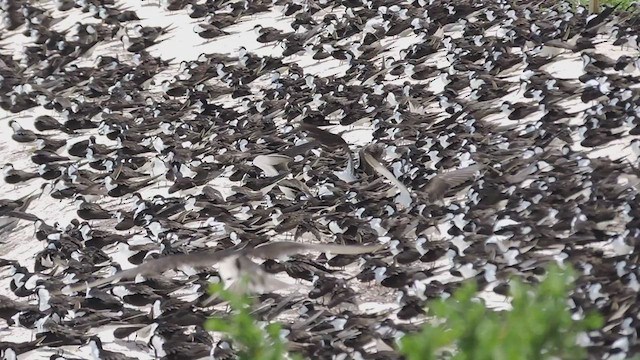 Sooty Tern - ML449265511