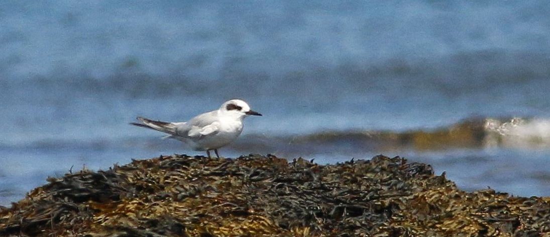 Forster's Tern - ML44926641