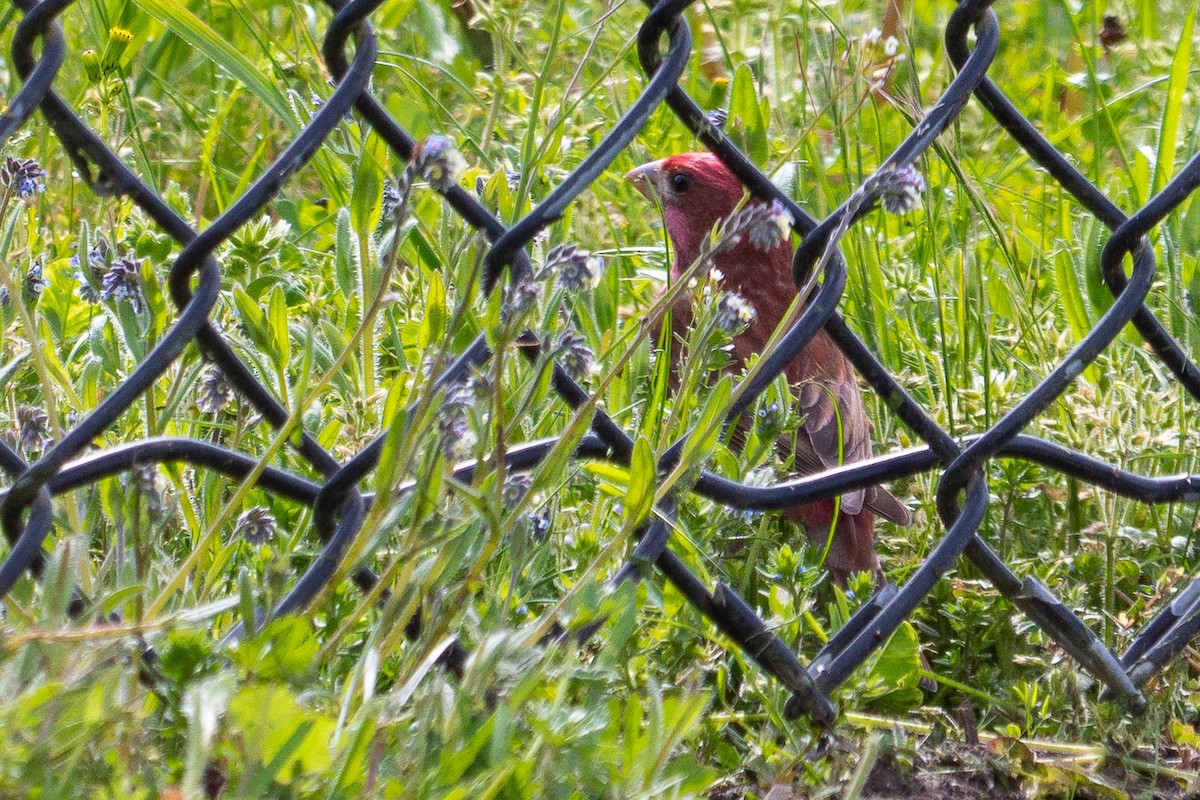 Purple Finch - ML449267421