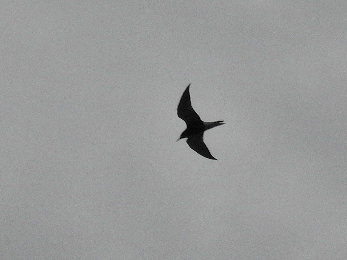 Black Tern - ML449268001