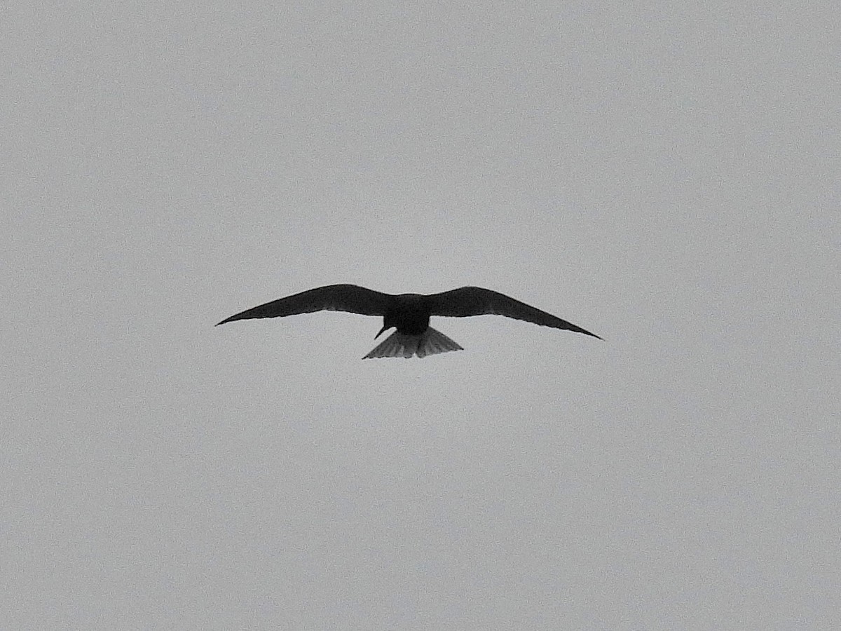 Black Tern - ML449268081