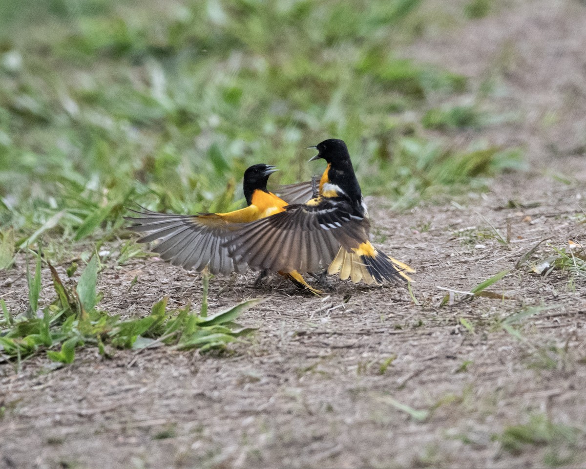 Baltimore Oriole - ML449268471