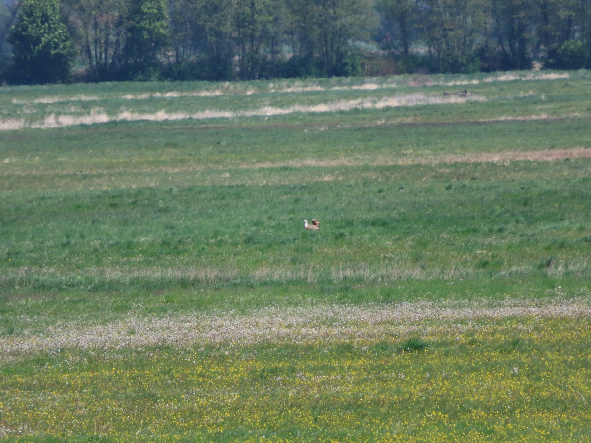 Great Bustard - Linda White