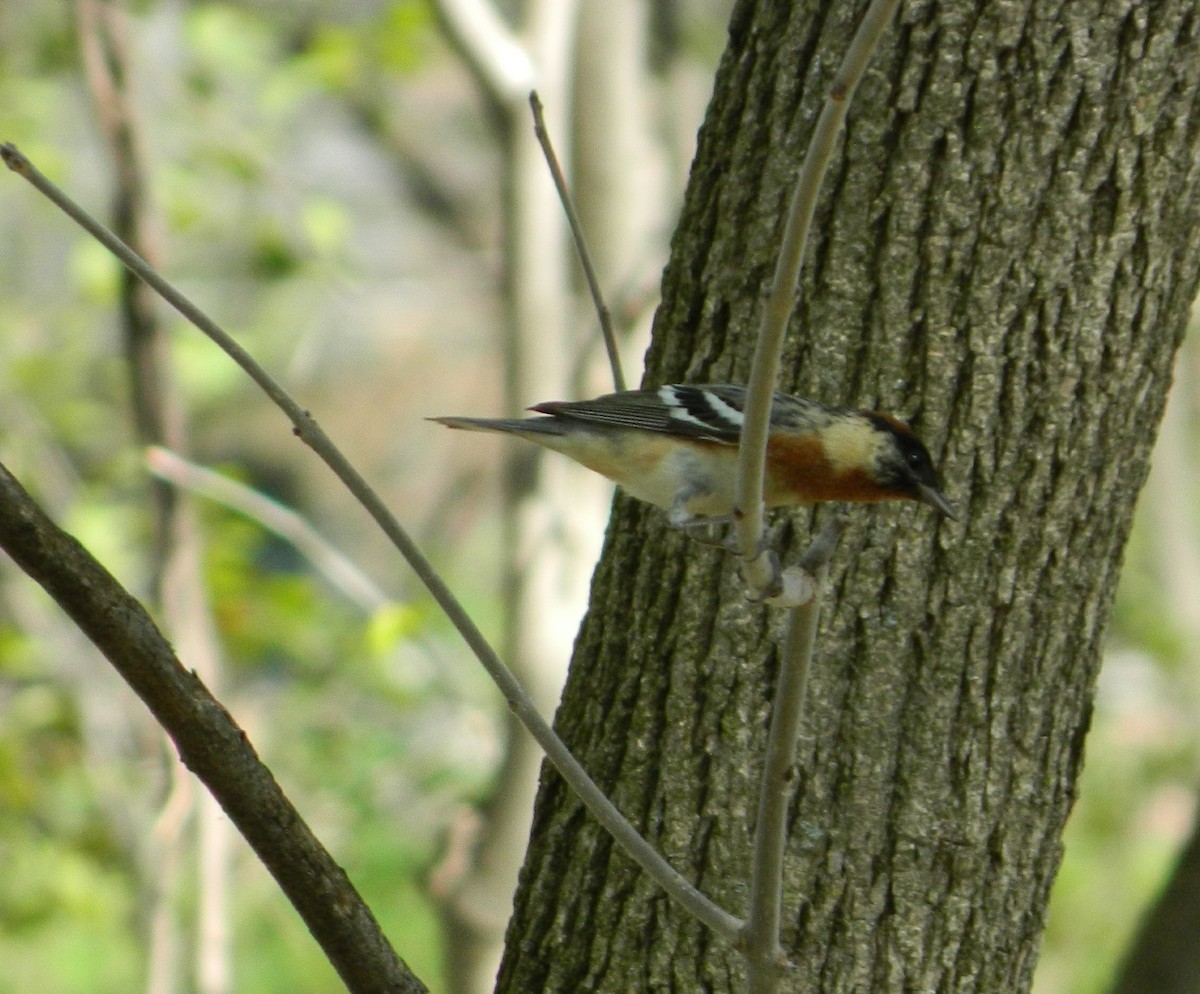 Bay-breasted Warbler - ML449268831