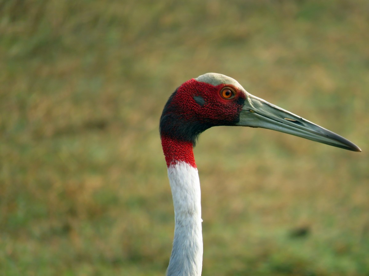 Sarus Crane - Ritvik Singh