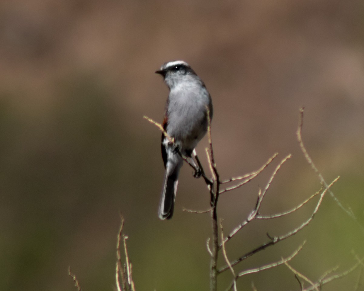 White-browed Chat-Tyrant - ML449269351