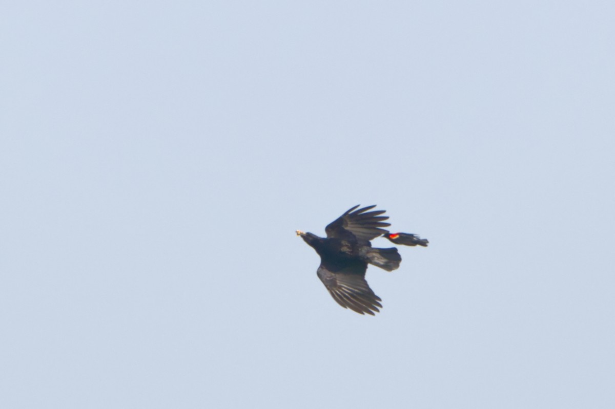 American Crow - ML449269491