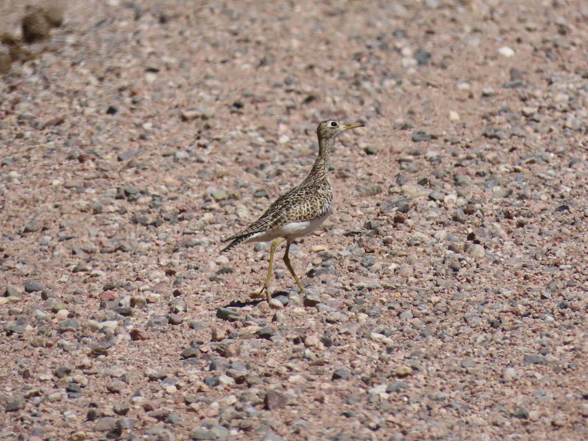 Upland Sandpiper - ML449269551