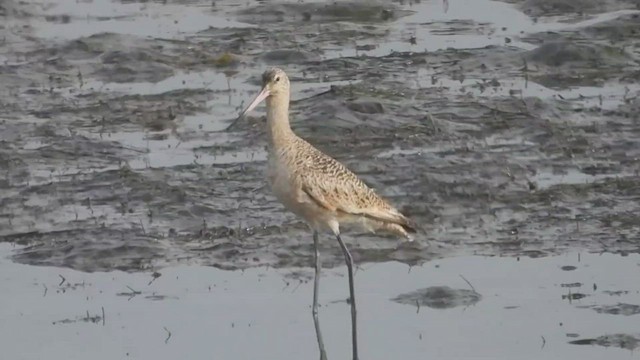 Marbled Godwit - ML449270591