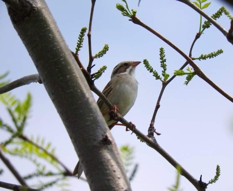 Clay-colored Sparrow - ML449271091