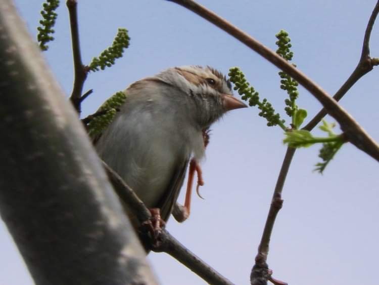 Clay-colored Sparrow - ML449271111
